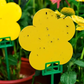 Insect Sticky Traps - Shapes (12 Pack)