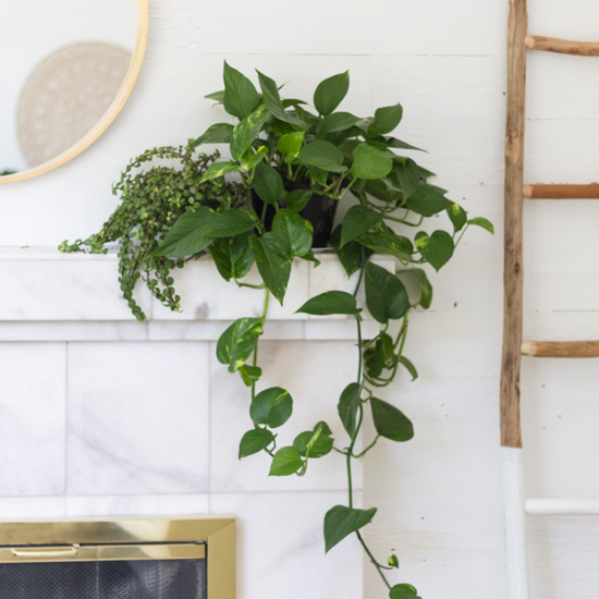 Pothos (Devils Ivy) &