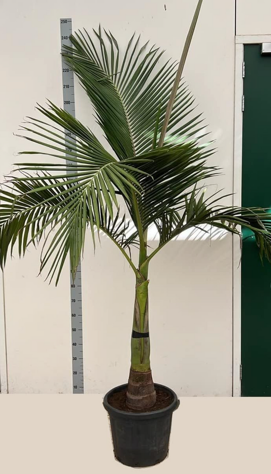 King Palm 17L - 1.2m Tall