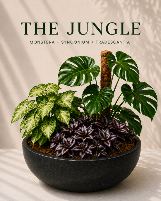 The Jungle