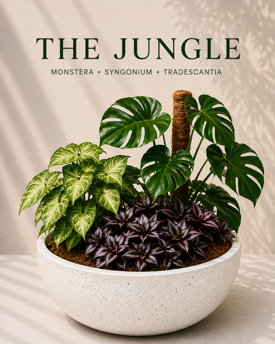 The Jungle