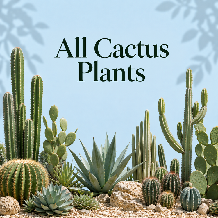 Cactus