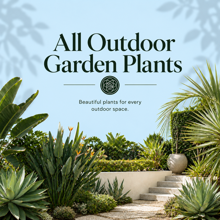 Outdoor Garden Plants