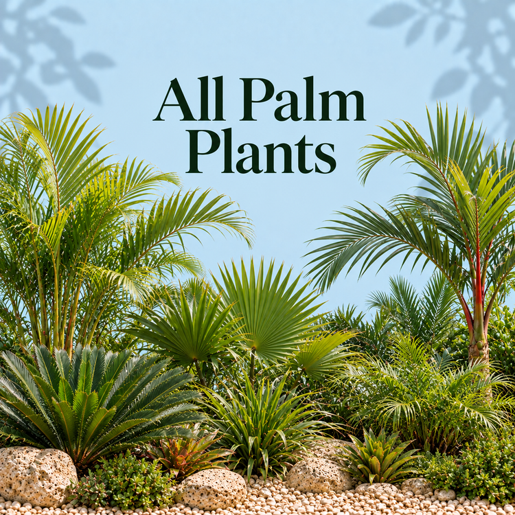 Palms