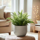 Boston Fern - &