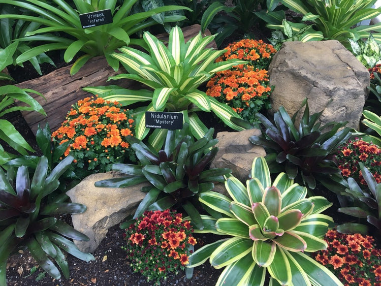 Bromeliads