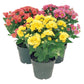 Florist chrysanthemum &