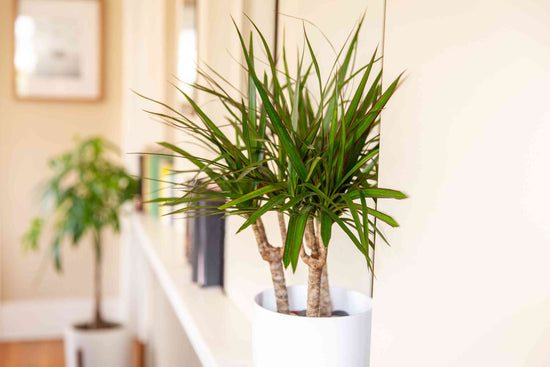 Dracaena &