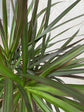 Dracaena &