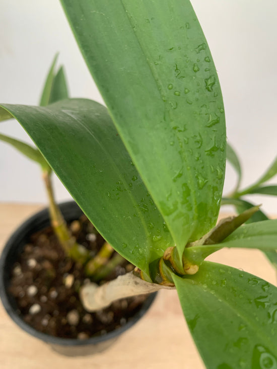 Orchid Dendrobium - Australian Native