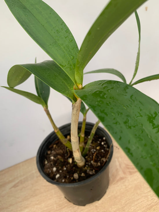 Orchid Dendrobium - Australian Native
