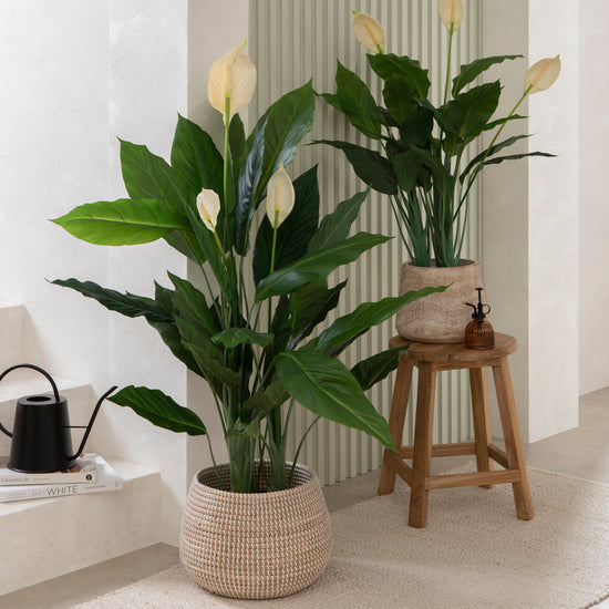 Peace Lily &