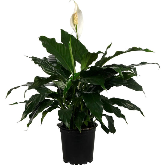 Peace Lily &