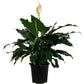 Peace Lily &