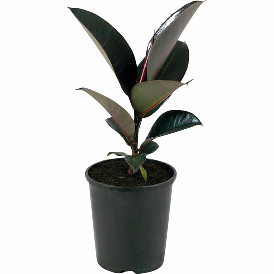Rubber Plant &