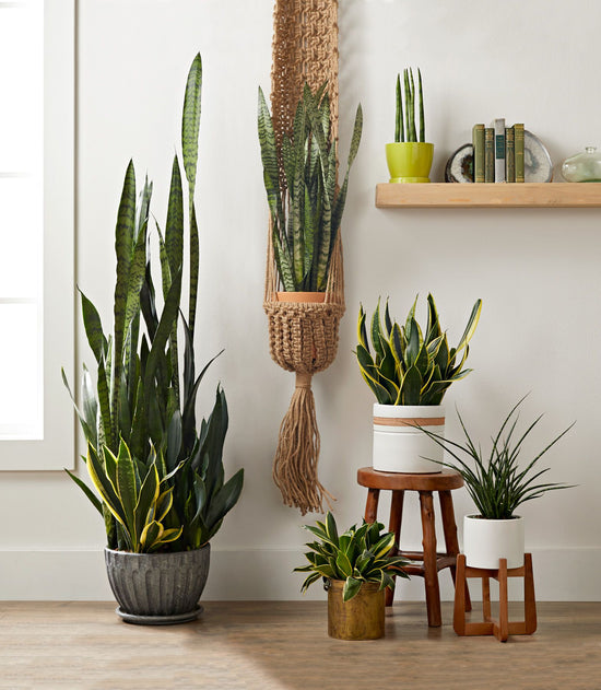 Snake Plant &