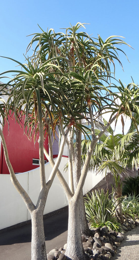 Aloe Tree