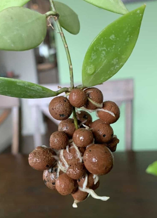 Clay Balls (Leca) - Soil Box