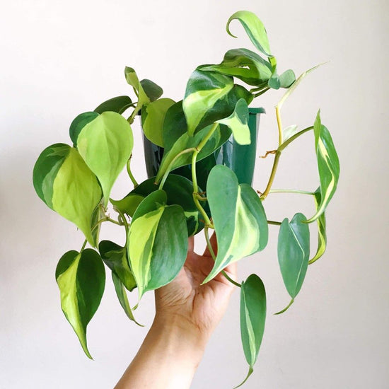 Philodendron - Brazil