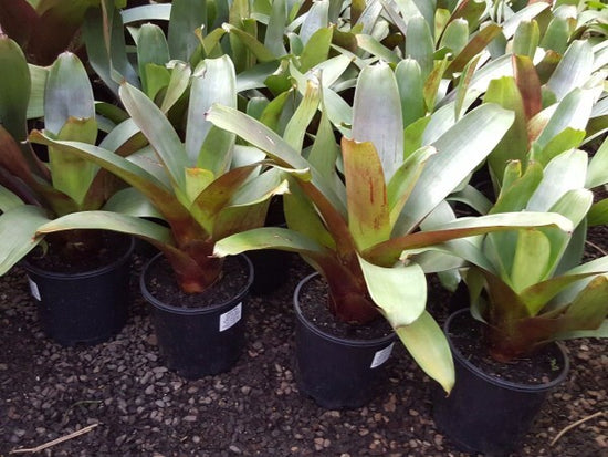 Bromeliads - Alcantarea