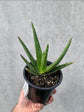 Aloe Vera - 15cm