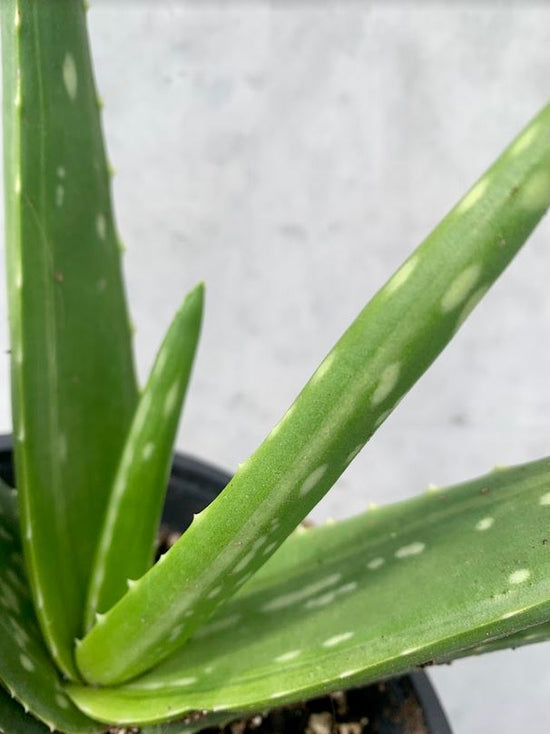 Aloe Vera - 15cm