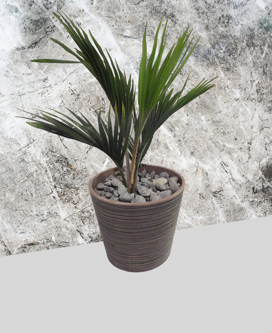 Rhopalostylis (Nikau) sapida &