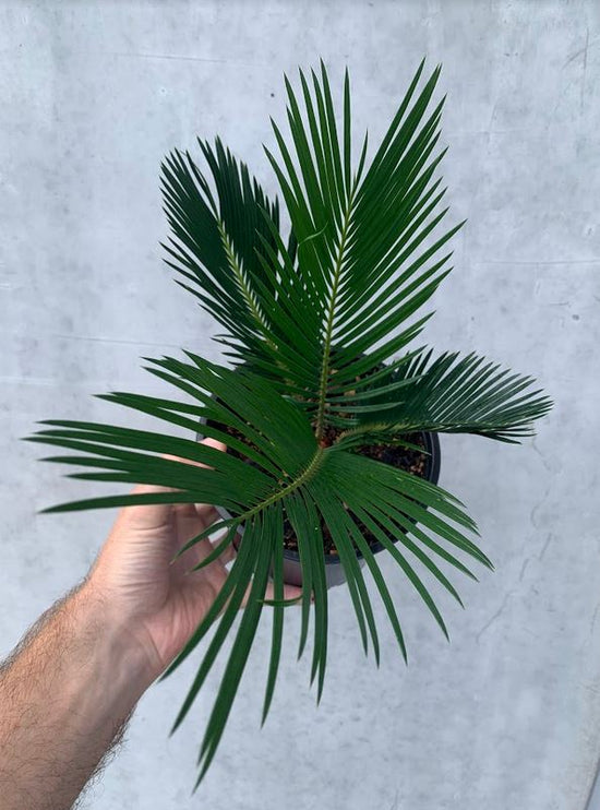 Cycad - Revoluta (Sago Palm)