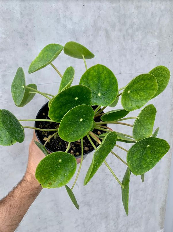 Chinese Money Plant - Pilea Peperomioides