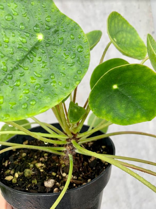 Chinese Money Plant - Pilea Peperomioides
