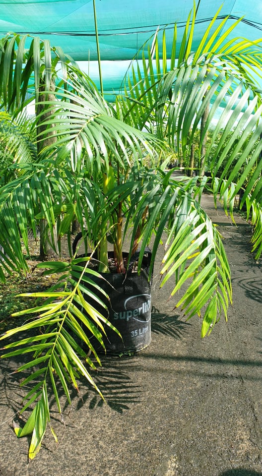 Sugar Cane Palm