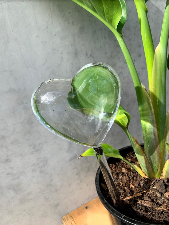 Self Watering Glass Stake