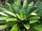 Bromeliads - Vriesea