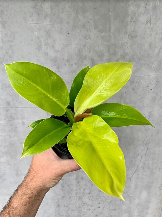 Philodendron - Imperial Golden