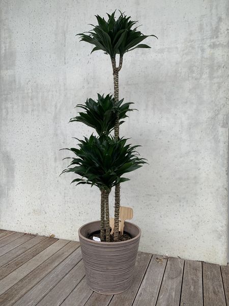 Dracaena - Janet Craig &
