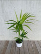 Kentia Palm