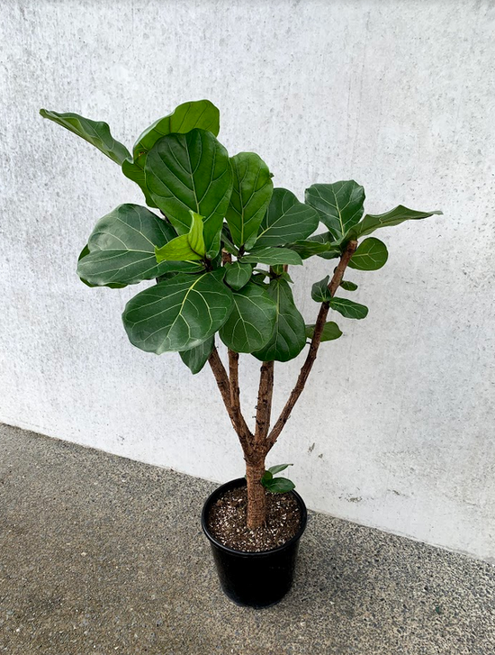 Fiddle Leaf Fig Tree - SALE
