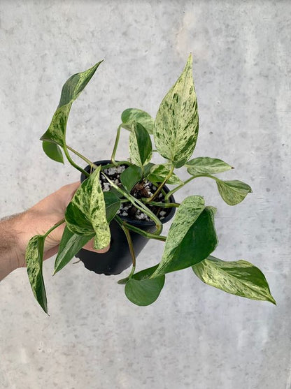 Pothos - Marble Queen