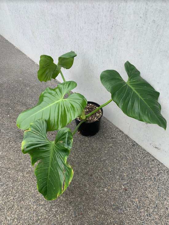 Philodendron &