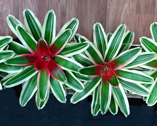 Bromeliads - Neoregelia (Hybrids)