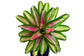 Bromeliads - Neoregelia (Hybrids)