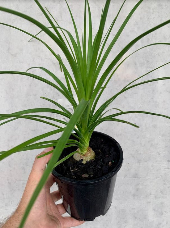 Ponytail Palm