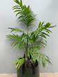 Costa Rica Bamboo Palm