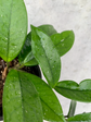 Hoya Carnosa - Wax Plant