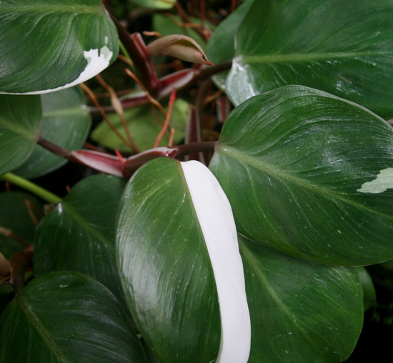 Philodendron - White Knight