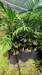 Costa Rica Bamboo Palm