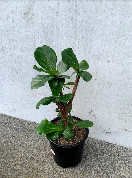 Fiddle Leaf Fig Tree - SALE
