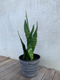 Snake Plant &