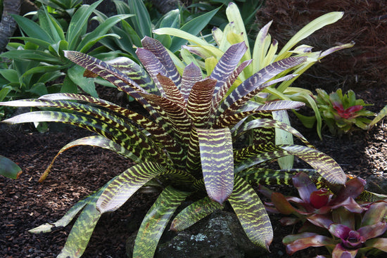 Bromeliads - Vriesea
