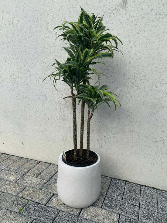 Dracaena - Warneckii Surprise